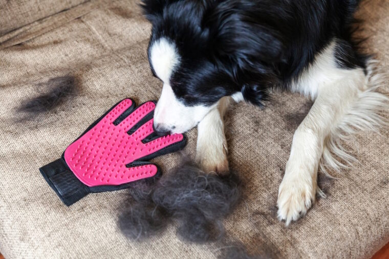 How to Groom a Border Collie (8 Expert Tips) Hepper