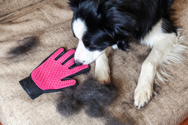 Border collie sitting near a glove brush and dog fur