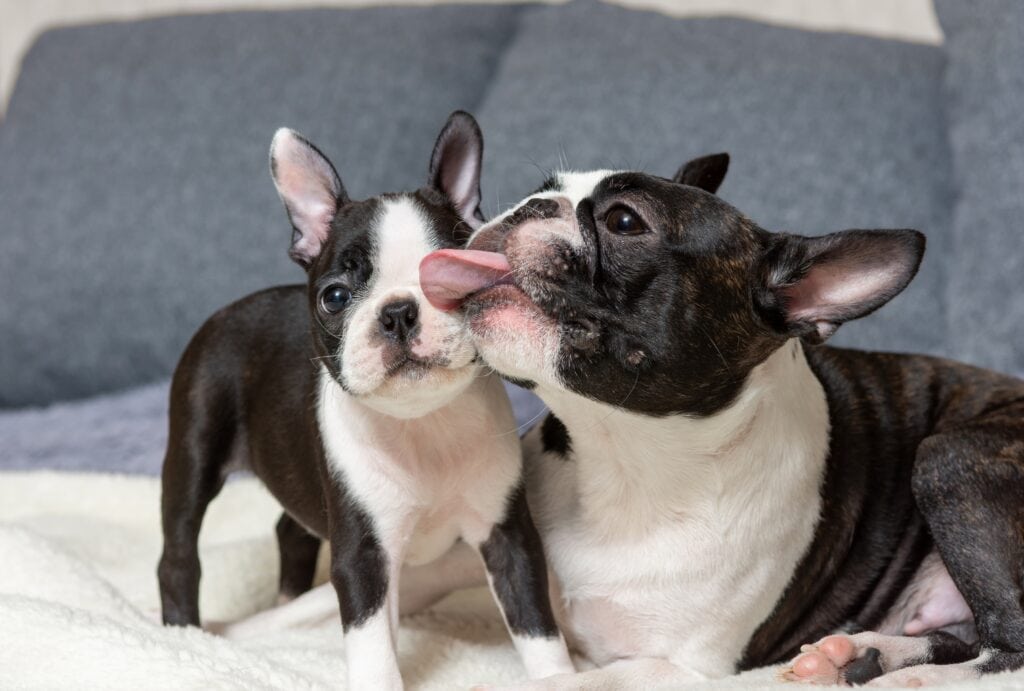 Breeding boston terriers sales whelping
