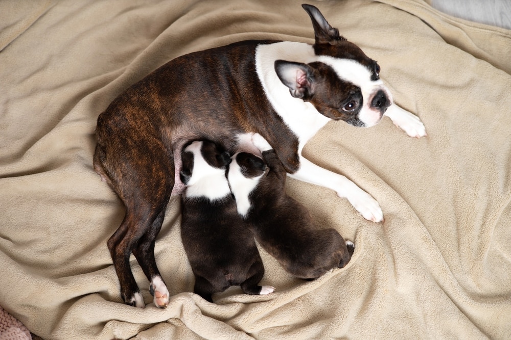 Boston Terrier with puppies