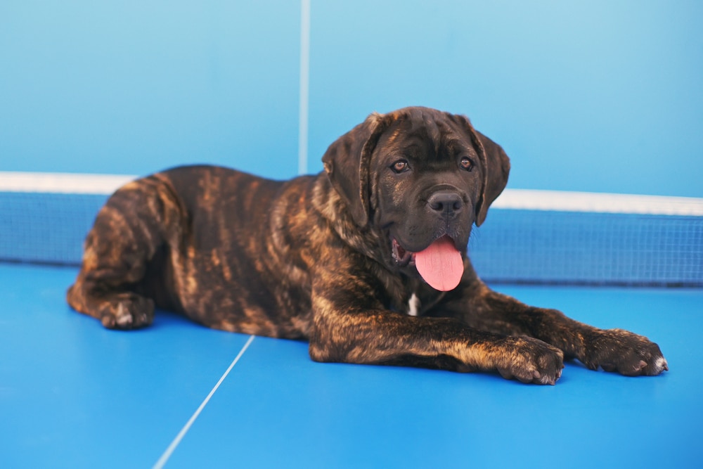 Brindle Cane Corso puppy lying on ping pong table