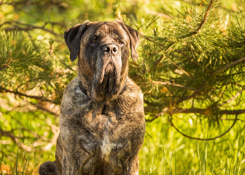 Brindle Mastiff Close up