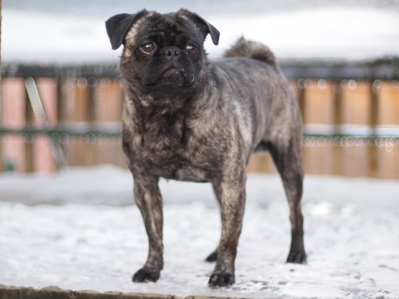 Brindle pug puppy new arrivals