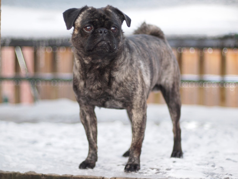 Brindle pug standing in snow