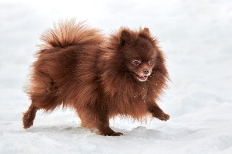 Can Dogs Walk in Snow? VetApproved Facts & Safety Tips Hepper