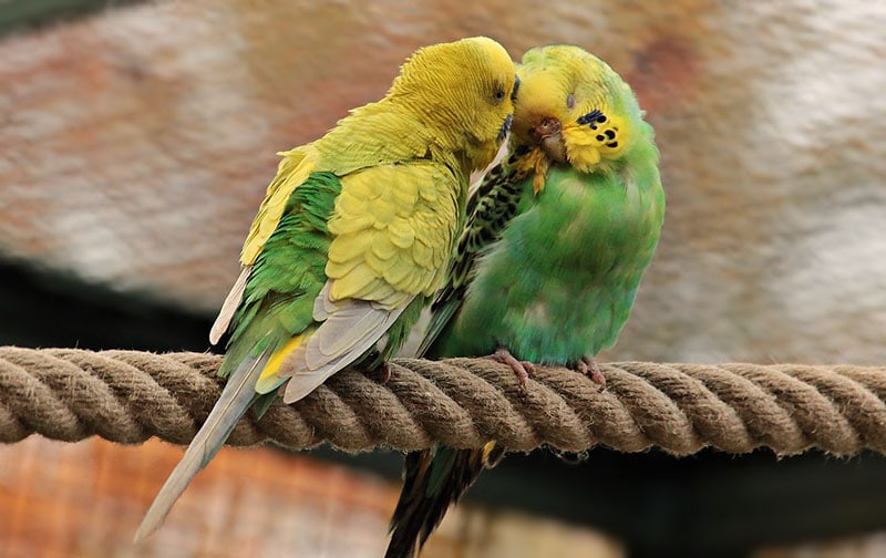 Budgies