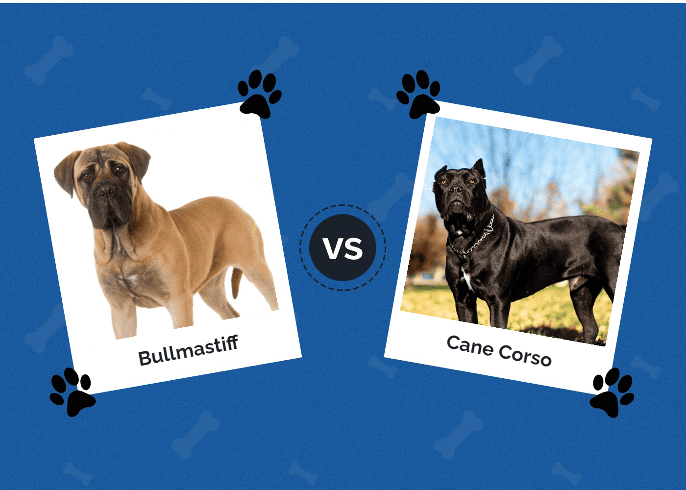 Bullmastiff vs Cane Corso