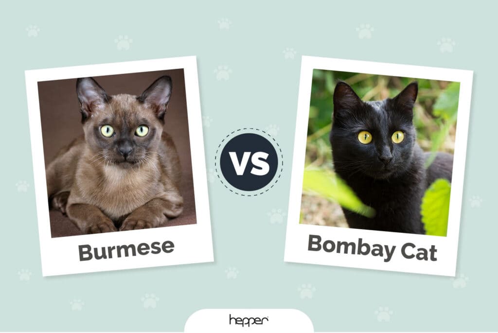 Burmese vs Bombay Cat