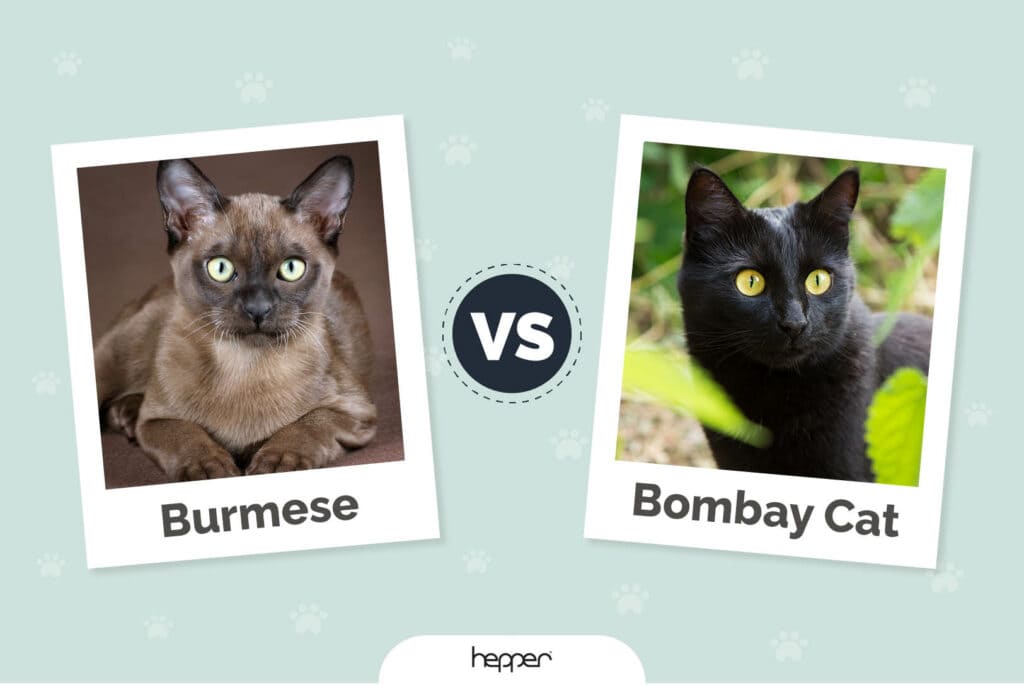 Burmese vs Bombay Cat