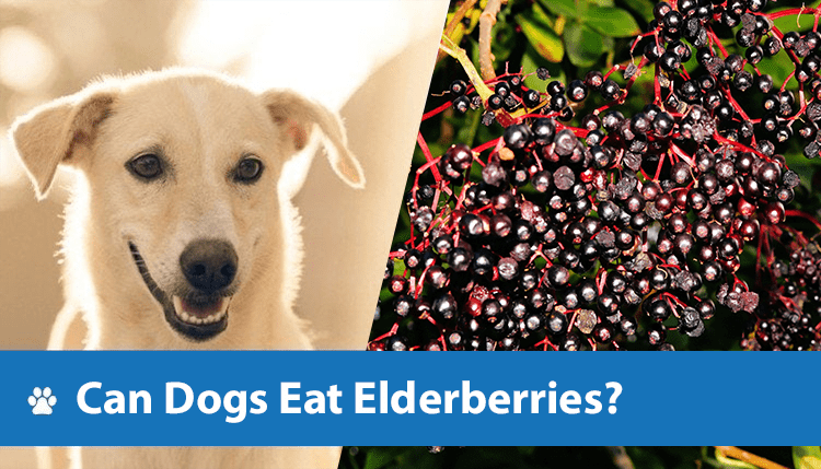 Can Dogs Eat Elderberries