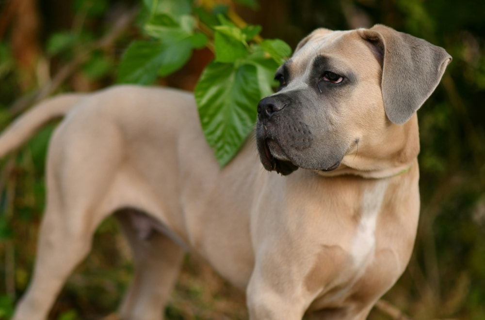 Cane Corso puppy Formentino