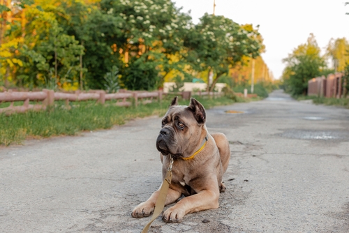 Cane Corso Formentino