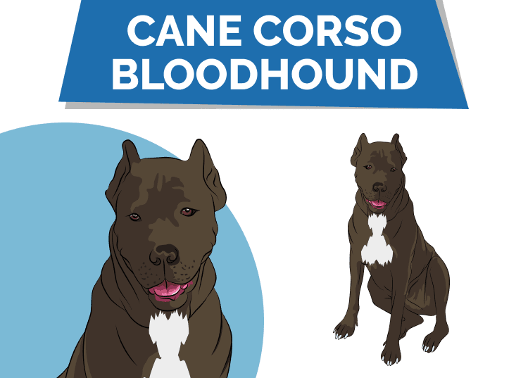 Cane Corso Bloodhound