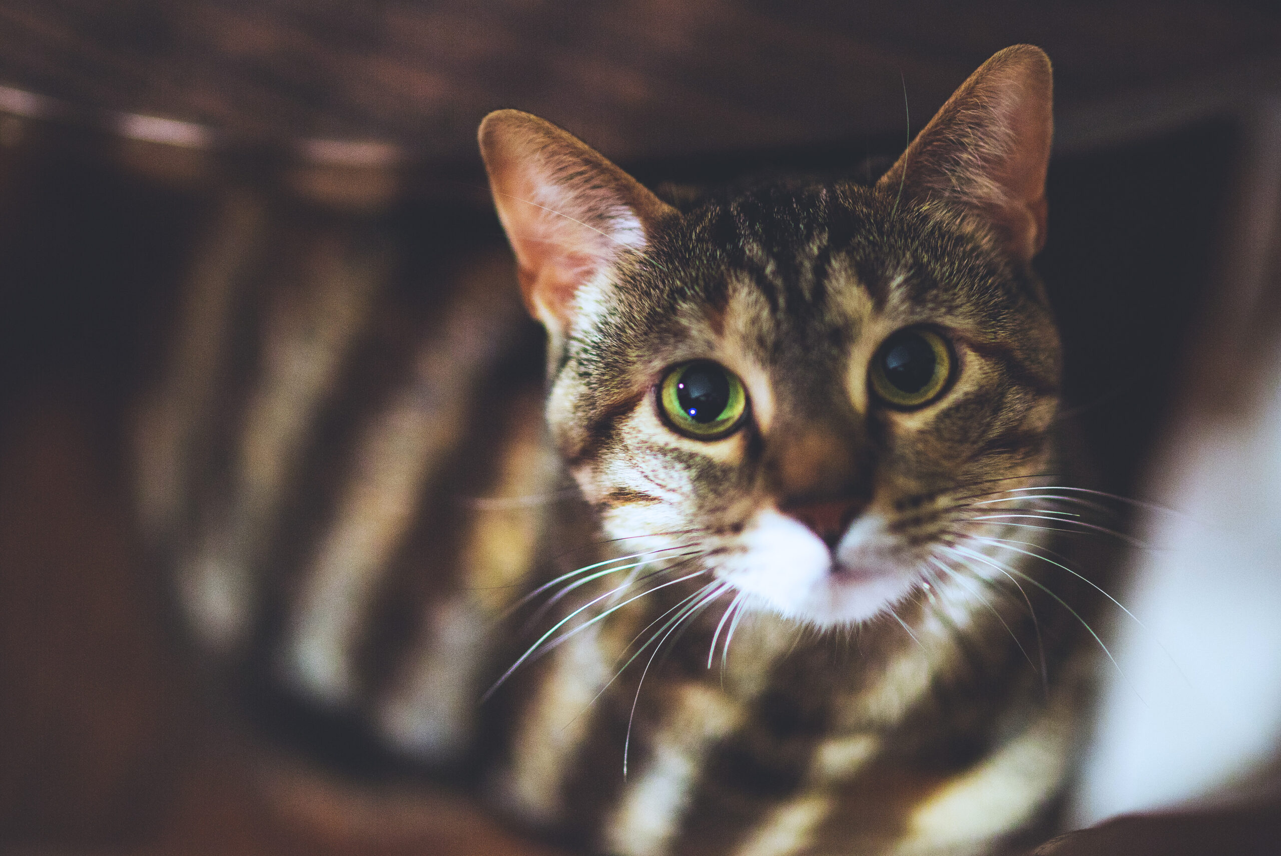 Cat hiding under the house