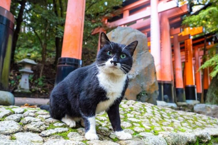 Japanese National Cat Day 2024 When It Is & How It's Celebrated Hepper