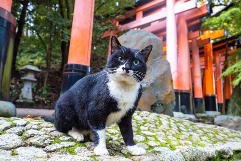 Cat in the Japanese arches in Kyoto Fushimi Inari Temple