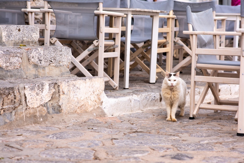 cat cafe interior