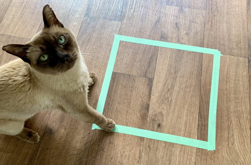 Cat touching a square made of tape