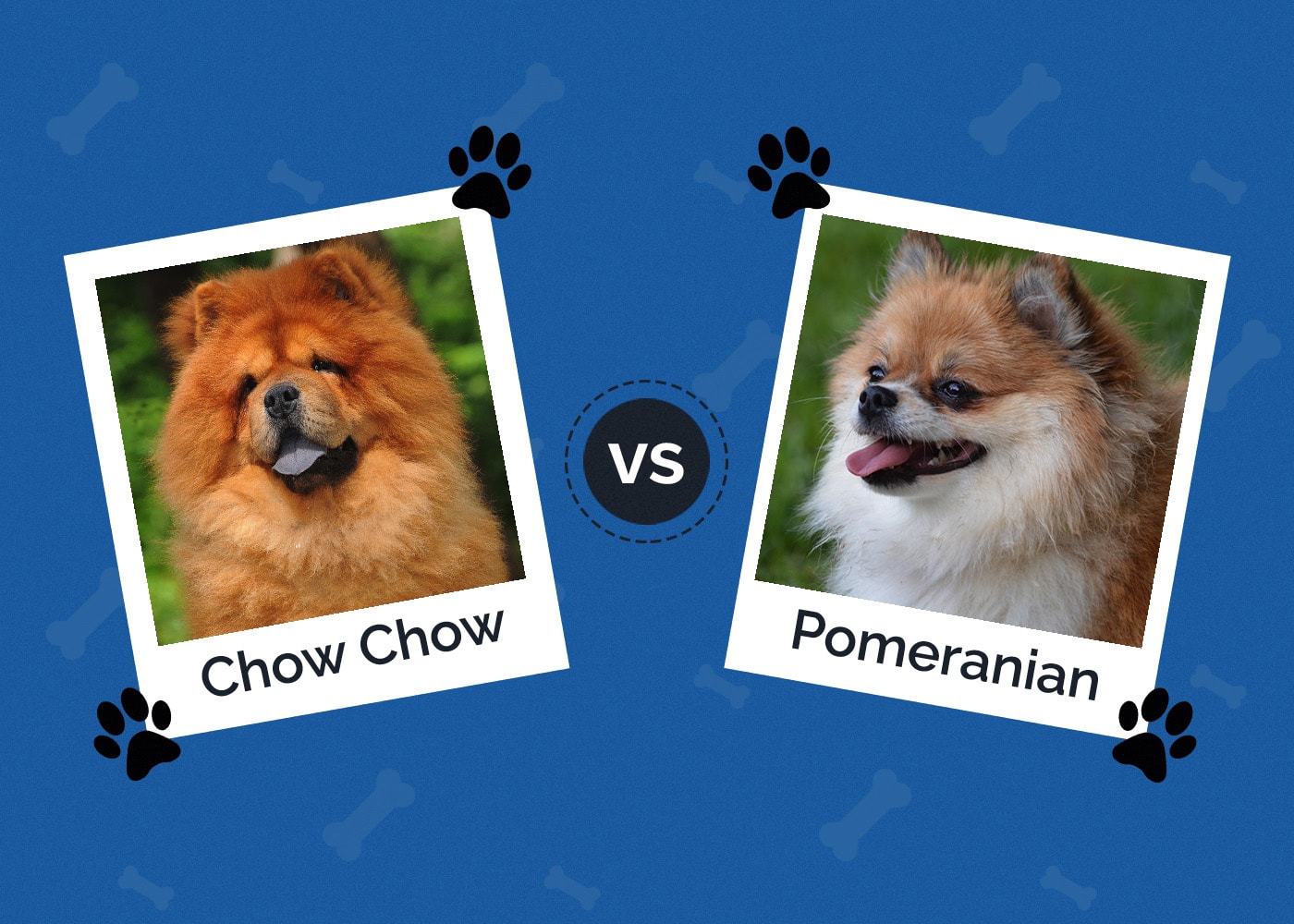 Chow Chow vs Pomeranian