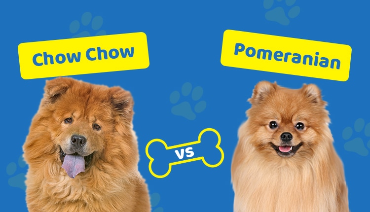 Chow Chow vs Pomeranian