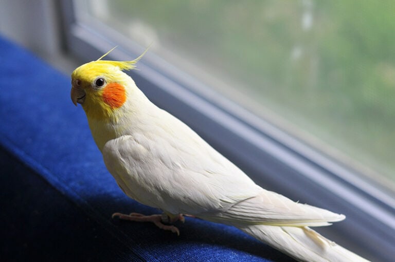 8 Quietest Pet Birds (With Pictures) Hepper