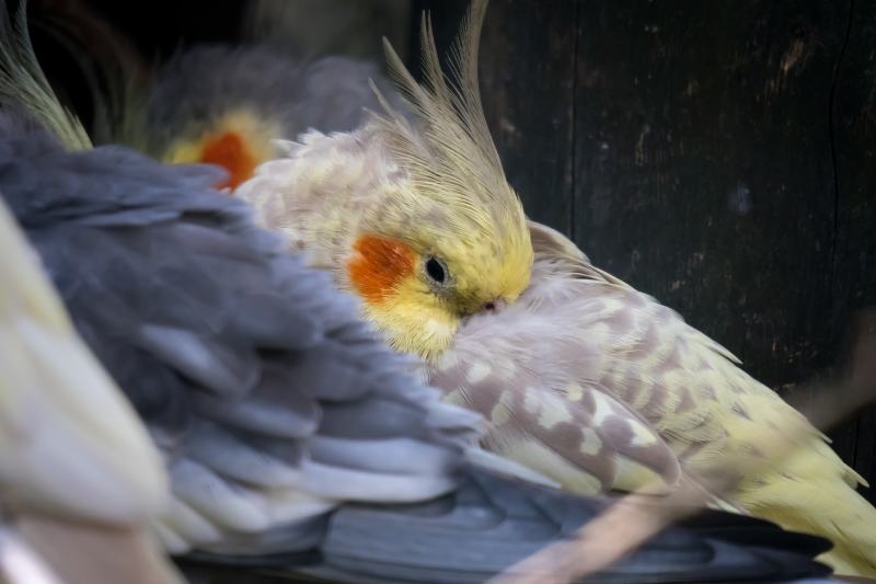 Cockatiel Parakeet