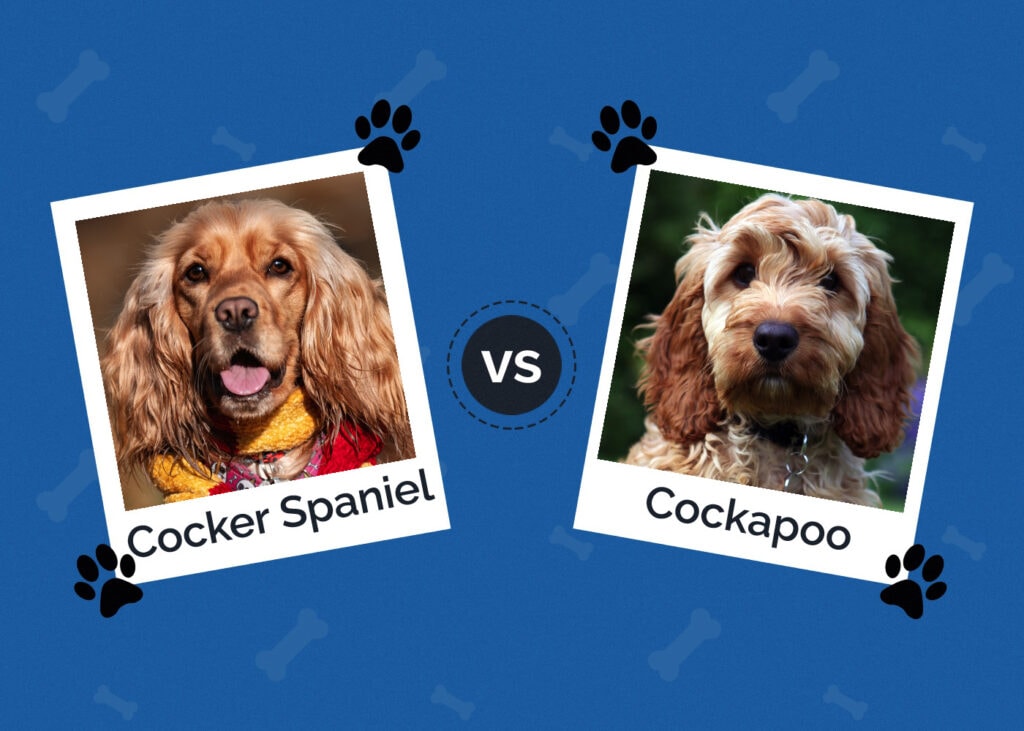 Cocker Spaniel vs Cockapoo