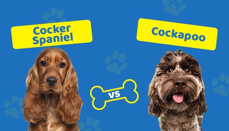 Cocker Spaniel vs Cockapoo