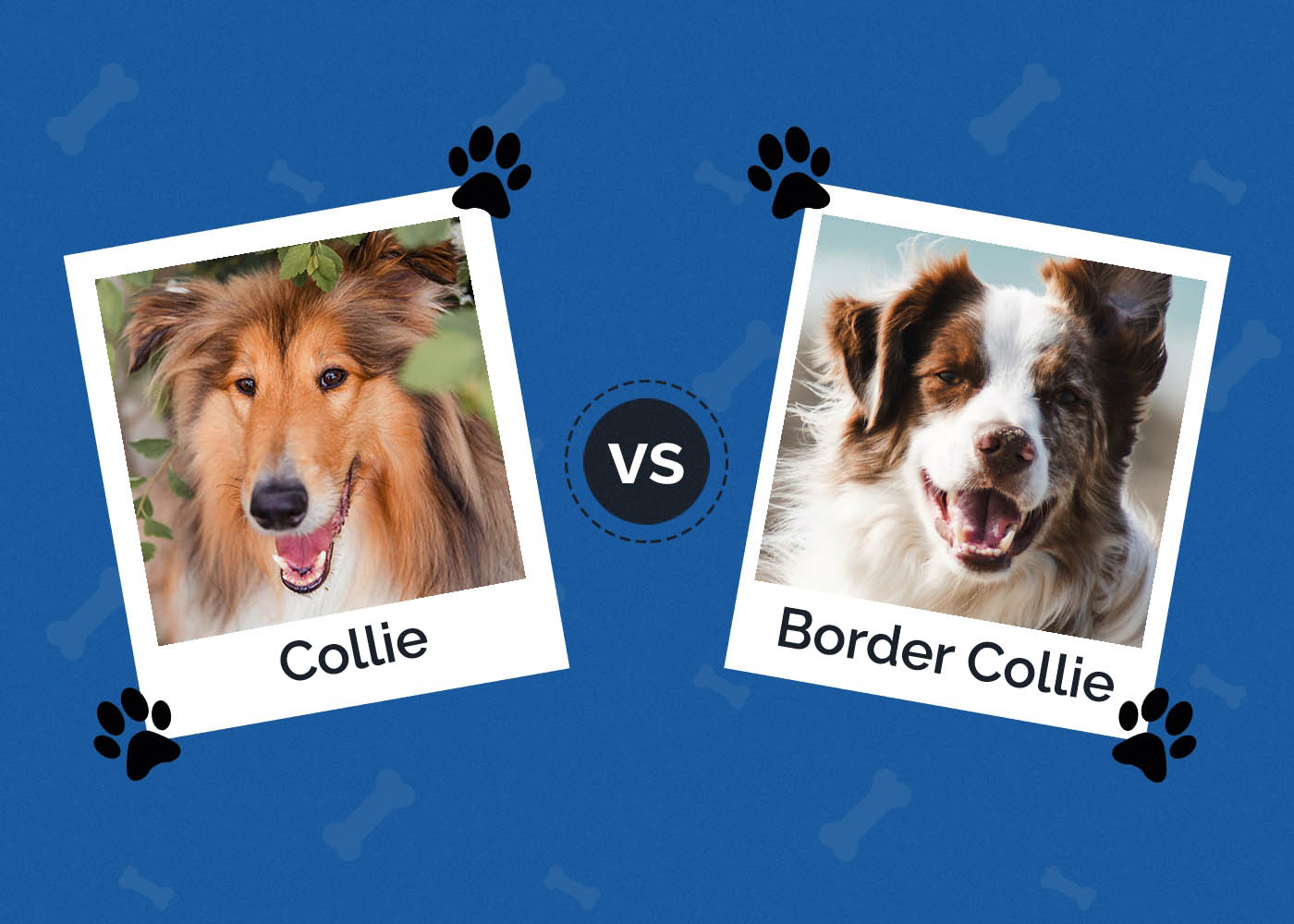Collie vs Border Collie