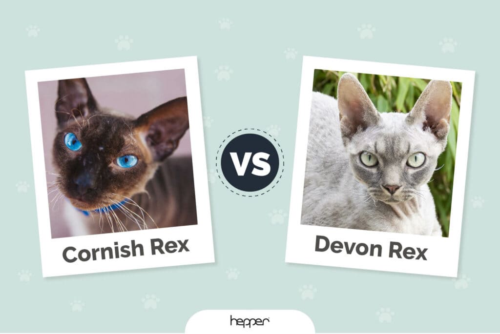 Cornish Rex vs Devon Rex