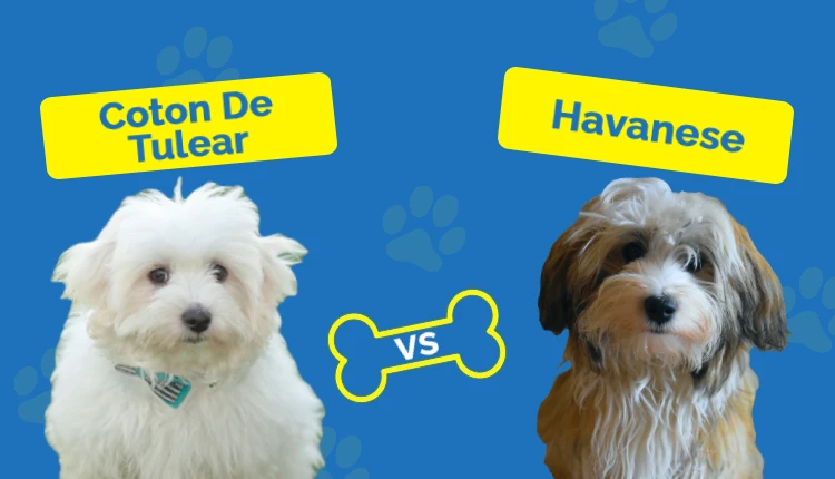 Coton De Tulear vs Havanese - Featured Image