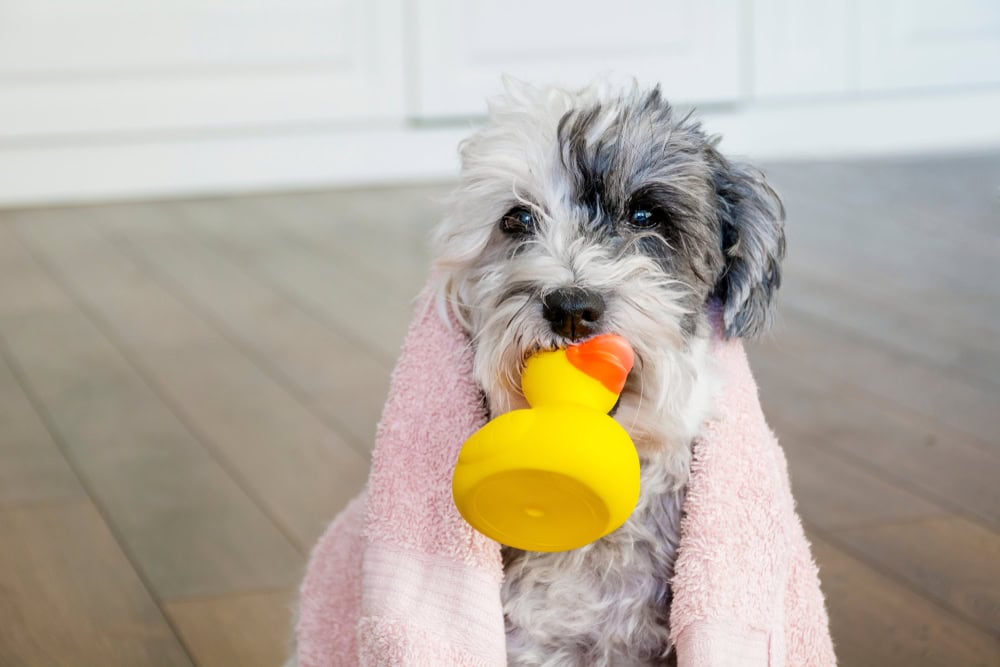 Cute Havanese Dog with Pink Towel and yellow Rubber Duck ready for Bath