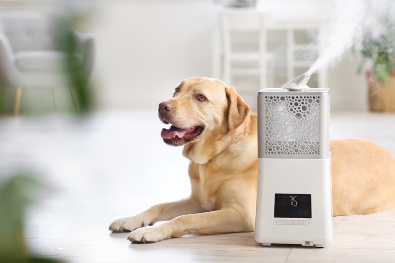 Cute dog in room with modern humidifier