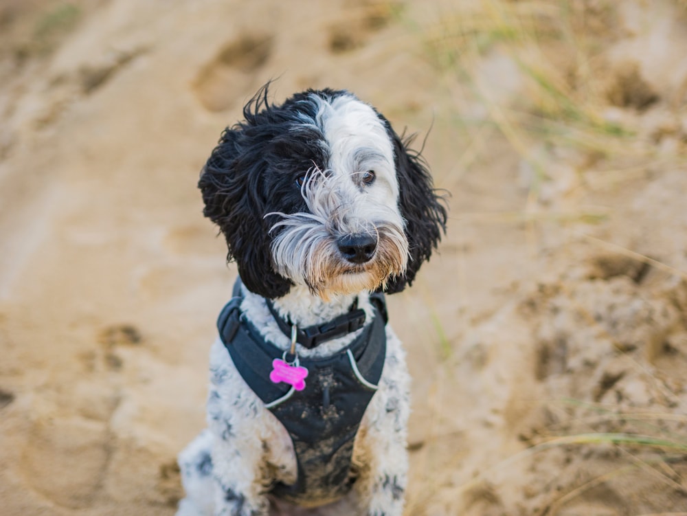 Cute Parti labradoodle portrait on sand dunes