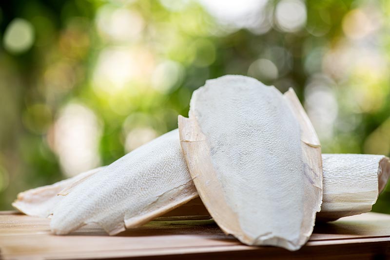 Cuttlefish bone