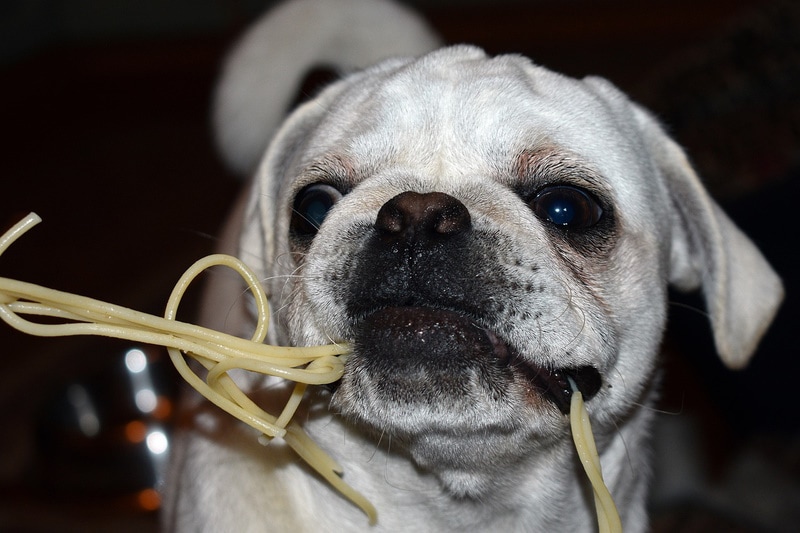 Can dogs eat deals ramen noodles