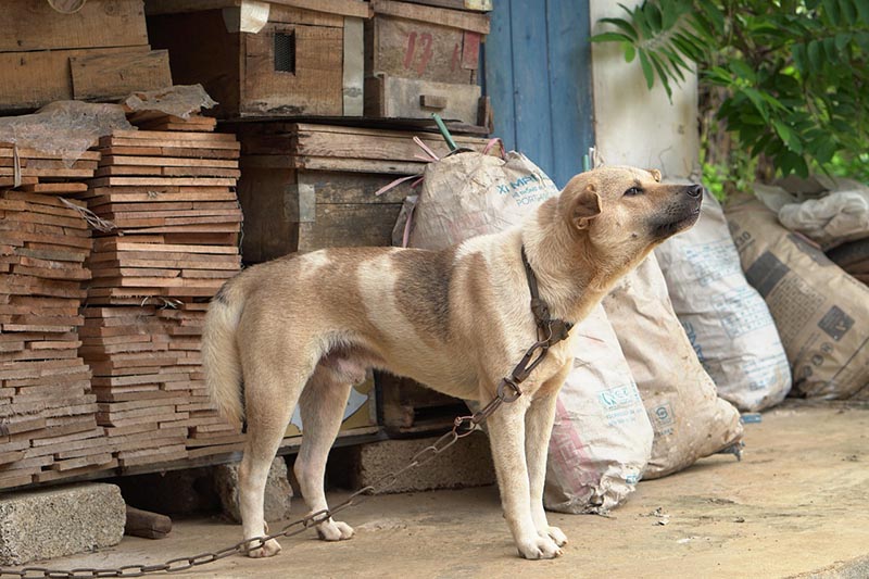 Dog chained