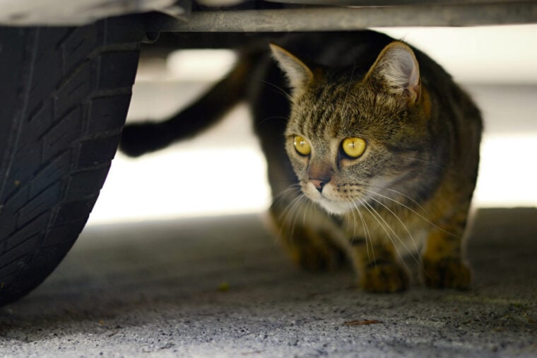 How to Get a Cat Out from Under a Car (7 Effective Methods) Hepper