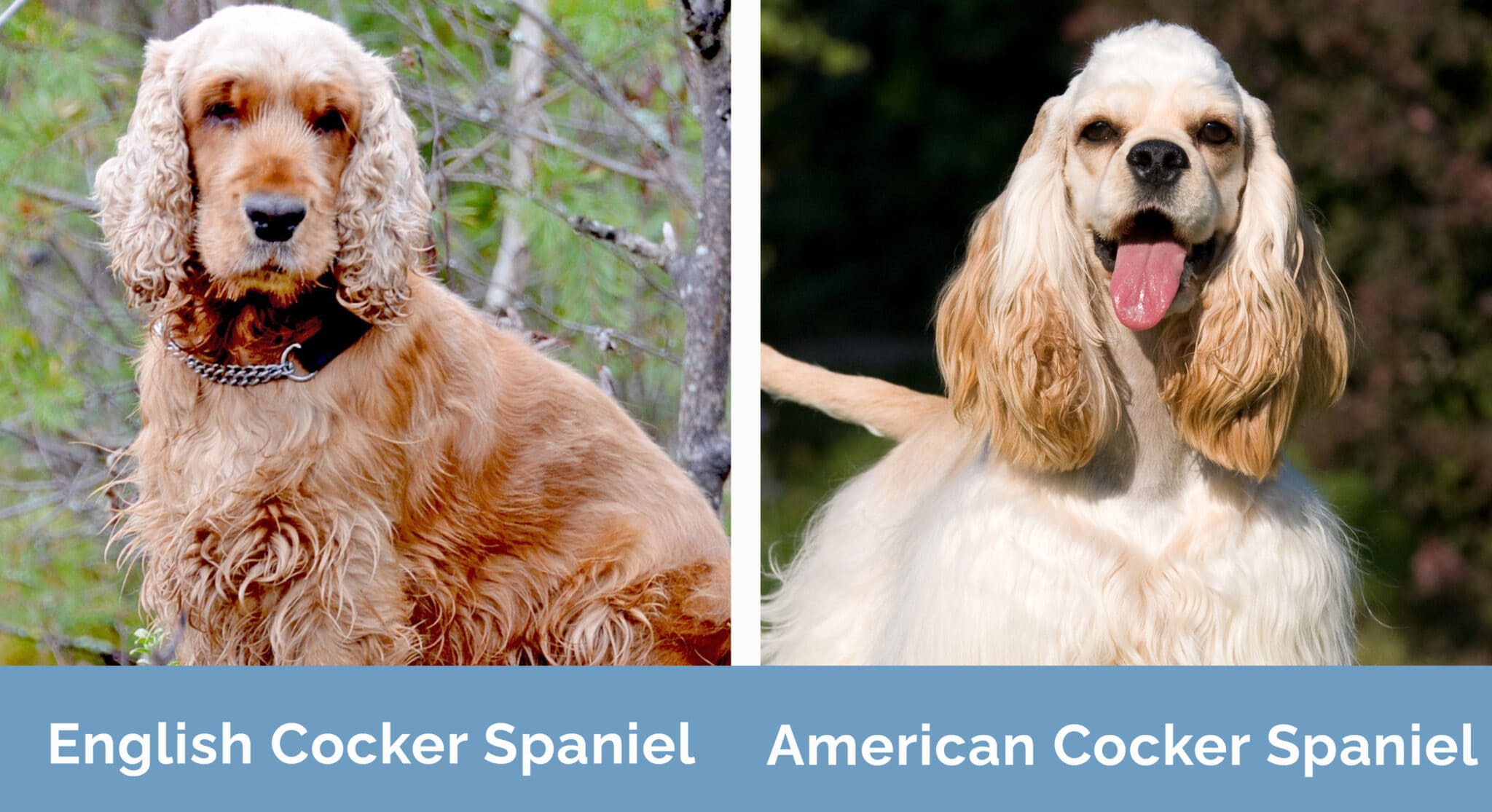 English vs American Cocker Spaniel The Key Differences (With Pictures) Hepper