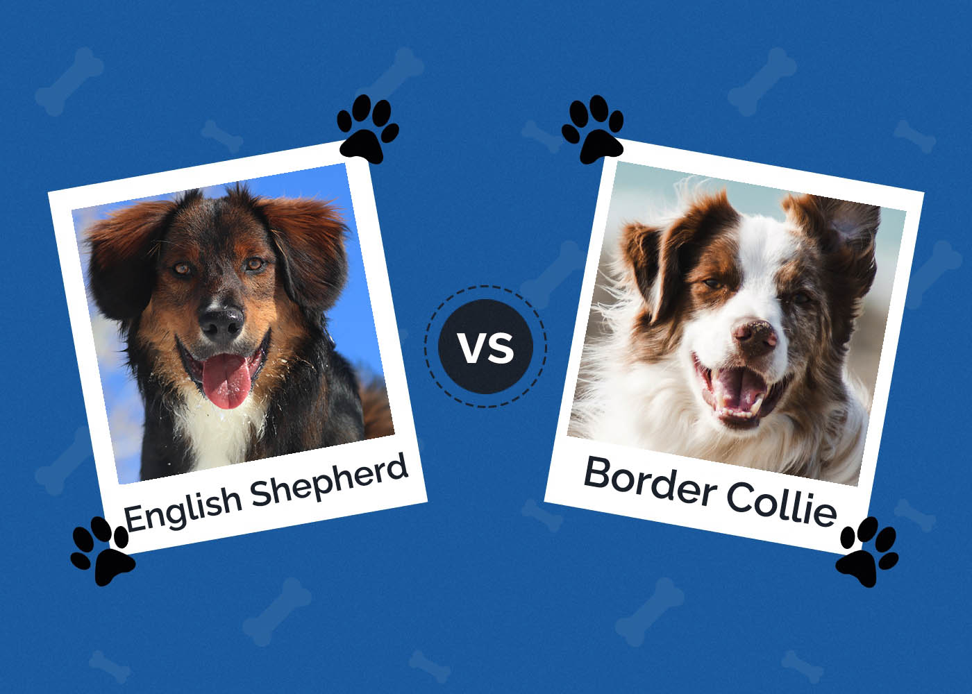 English Shepherd vs Border Collie