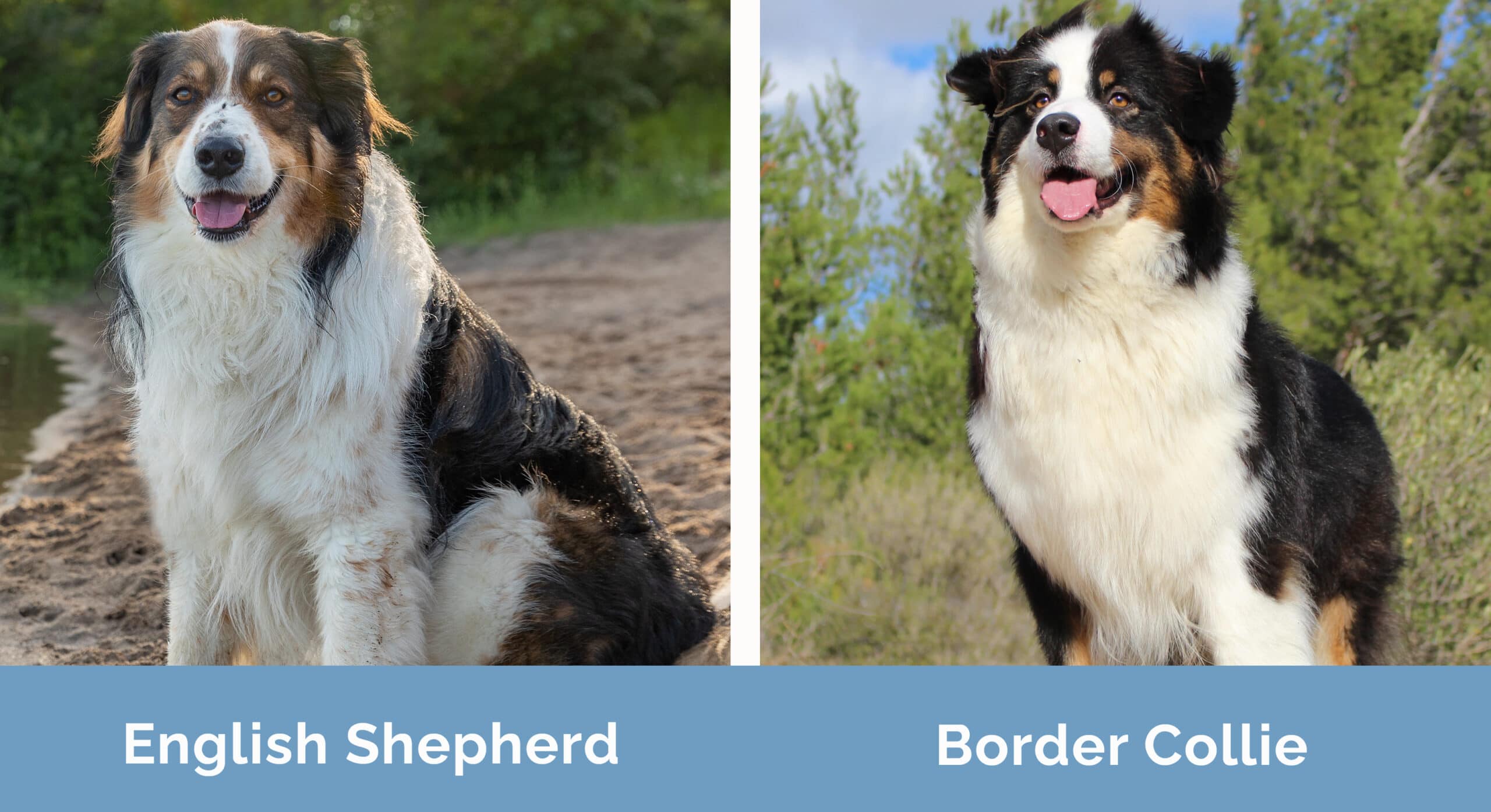 Border Collie vs. Australian Shepherd: Can You Spot the Differences?