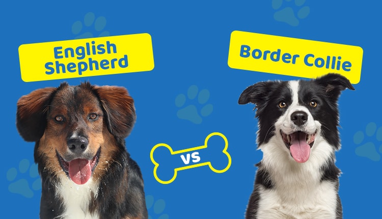 English Shepherd vs Border Collie