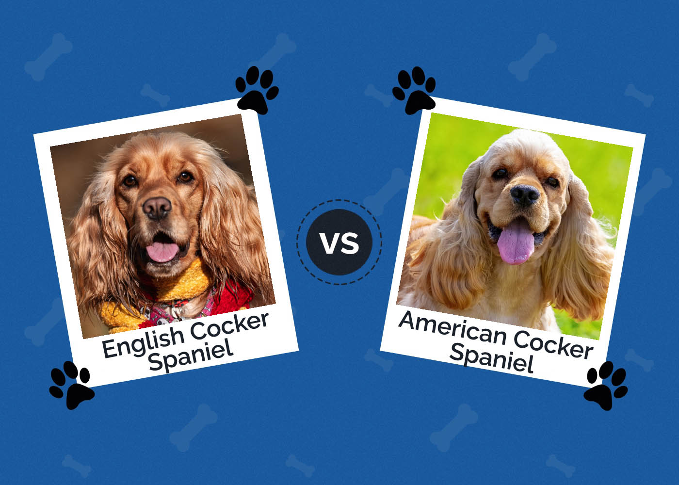 English vs American Cocker Spaniel