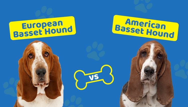 European vs American Basset Hound