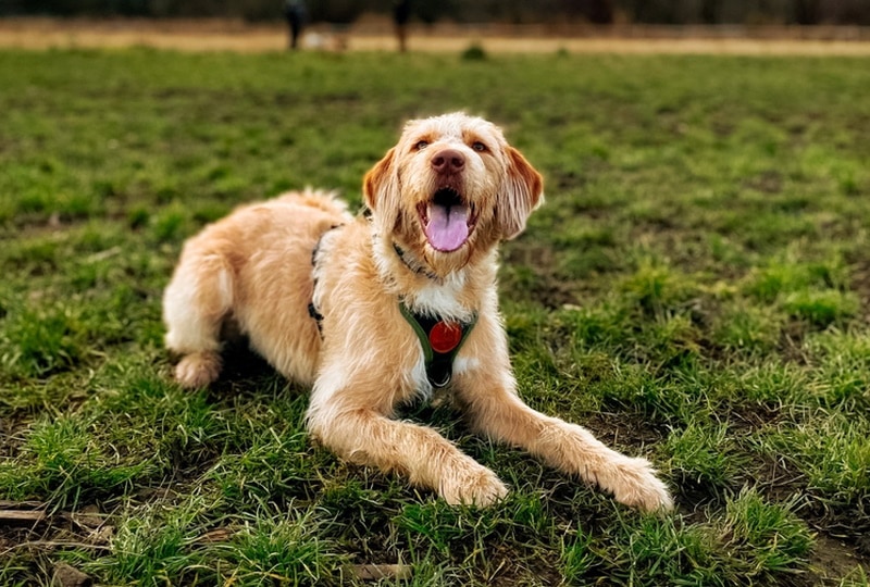 F1 labradoodle on the grass