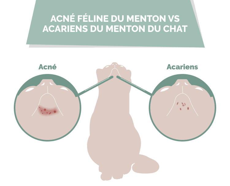 FRENCH_acné_féline_du_menton_vs_acariens_du_menton_du_chat