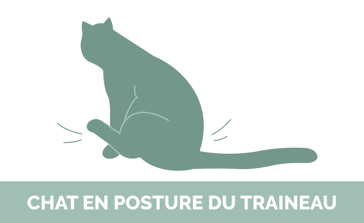FRENCH_chat_en_posture_du_traineau