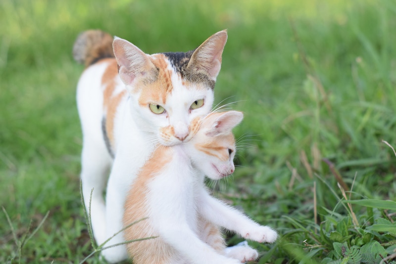 Feral cat carrying kitten in her mouth