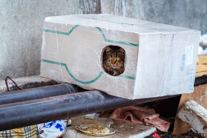 Feral cat inside a box shelter