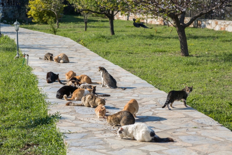 Feral cats in the park